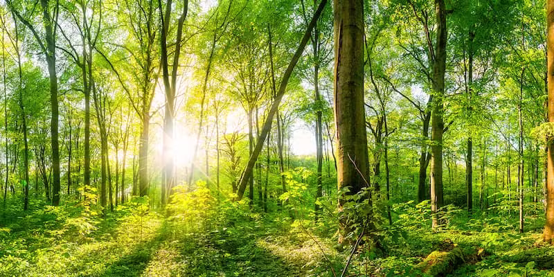 Forest with light shining through the trees