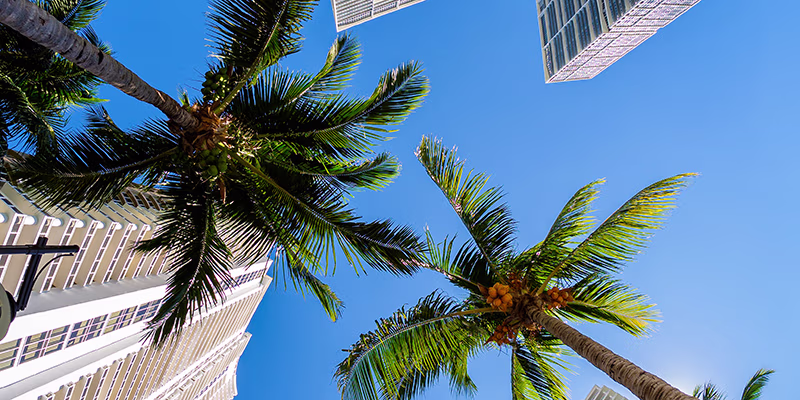Miami worms eye view