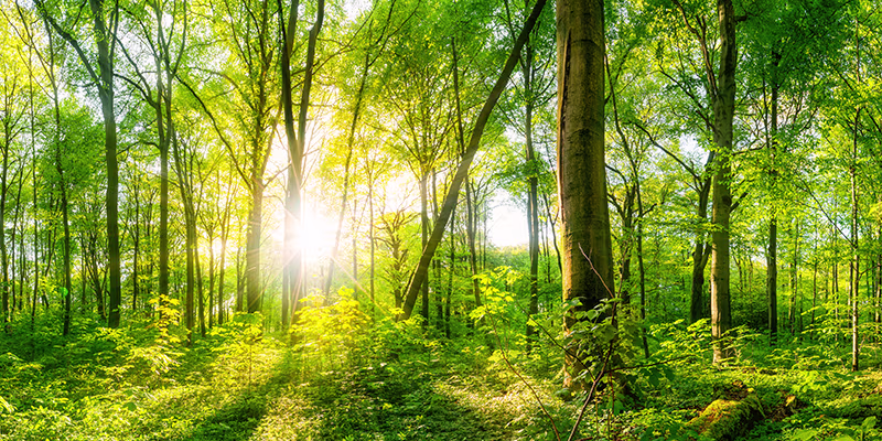 Forrest landscape