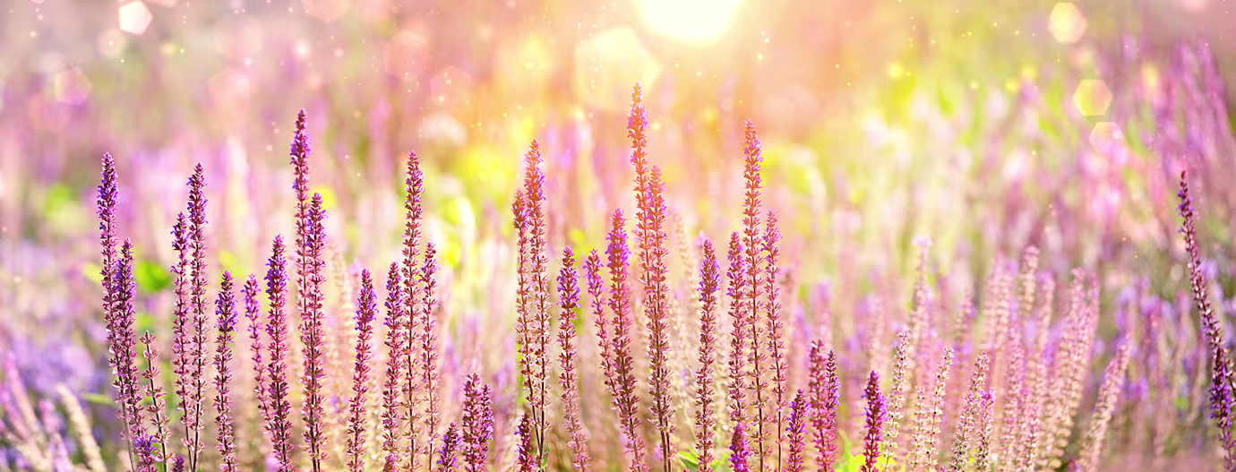 Lavander bloom