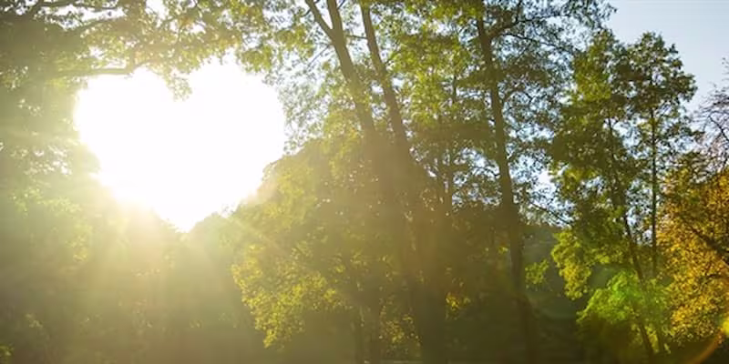 Sunset through trees