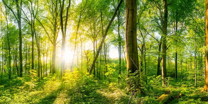 Forest with light shining through the trees
