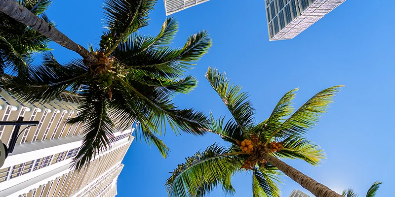 Miami worms eye view