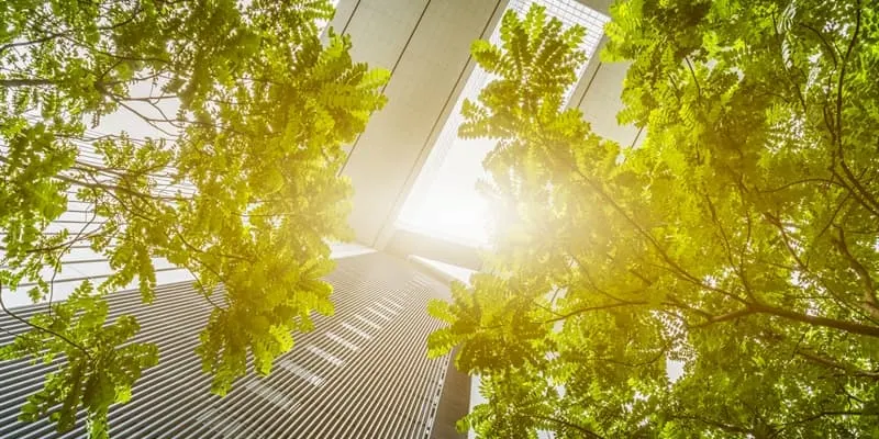 Trees with office building