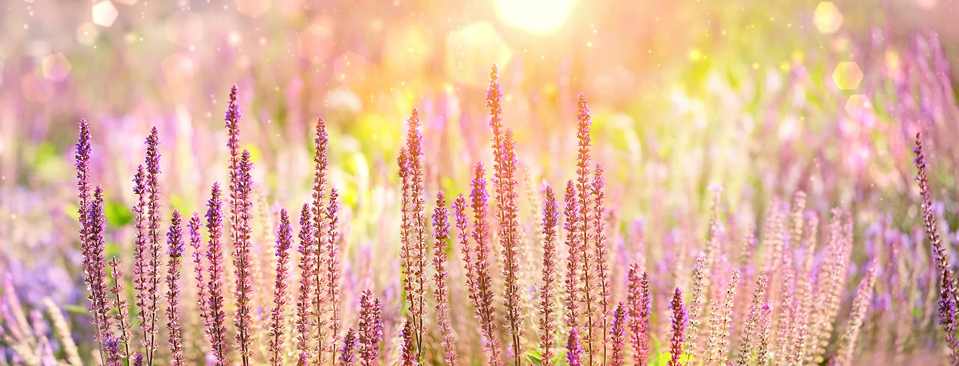 Lavander bloom