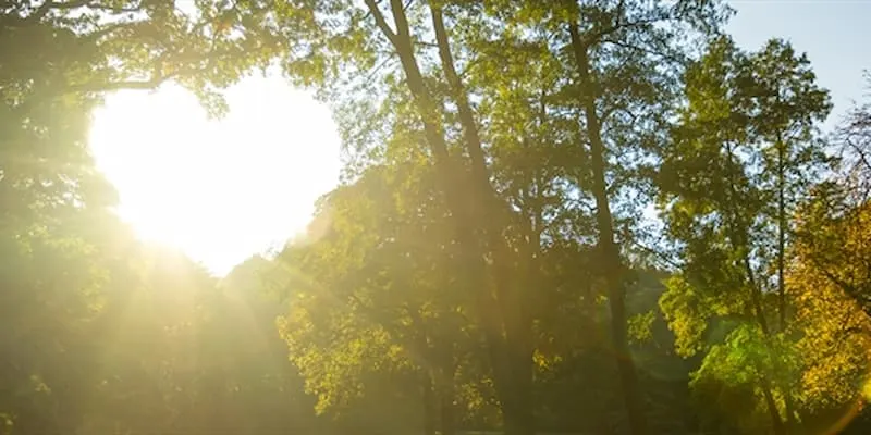 Sunset through trees